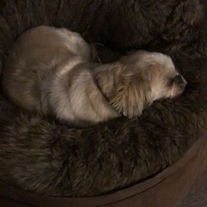 Meet your Posher, Antonia